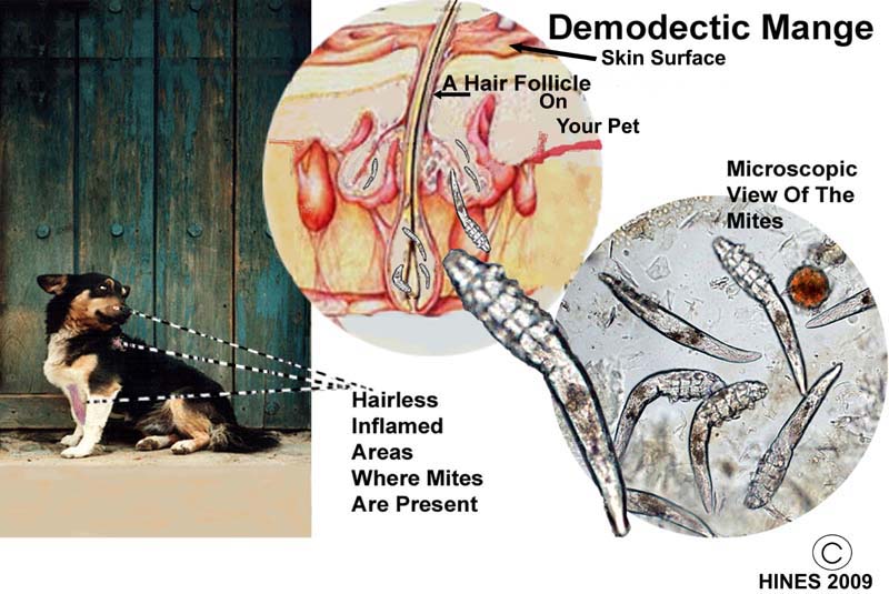 can you see mange mites on dogs