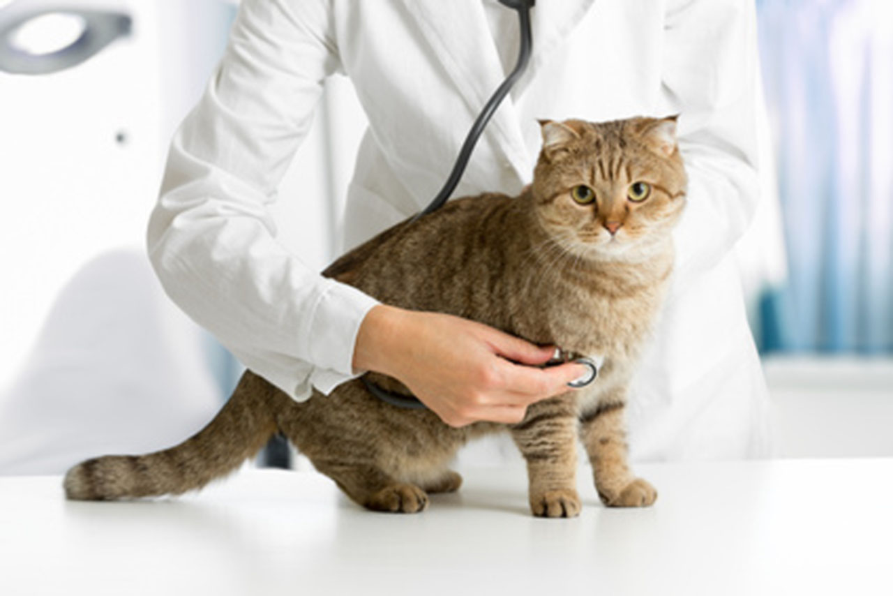 High Blood Pressure in Cats Bayside Mobile Vet